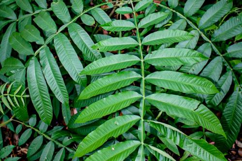 Detail Daun Daun Nomer 42