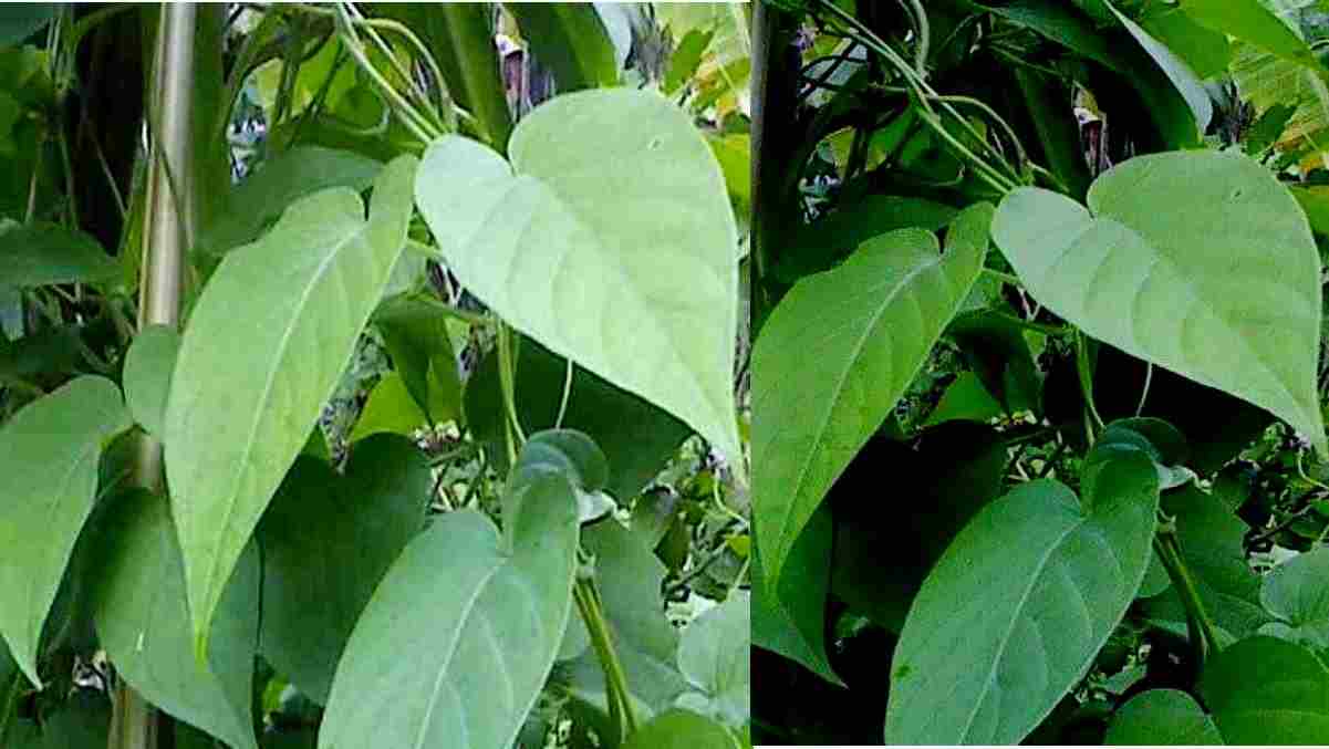 Detail Daun Daun Nomer 43
