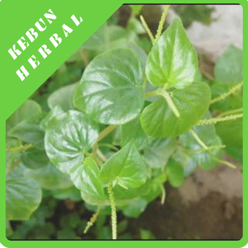 Detail Daun Daun Nomer 44