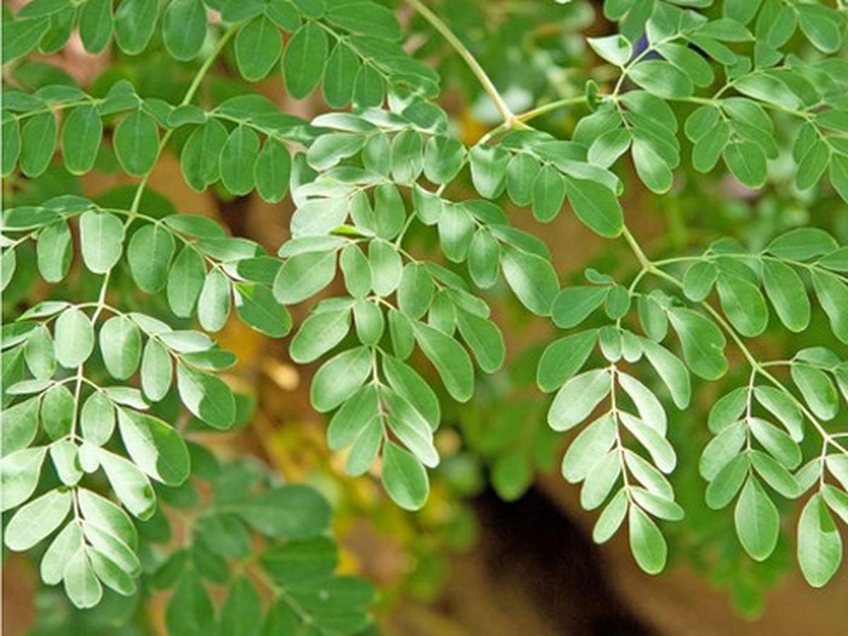Detail Daun Daun Nomer 45