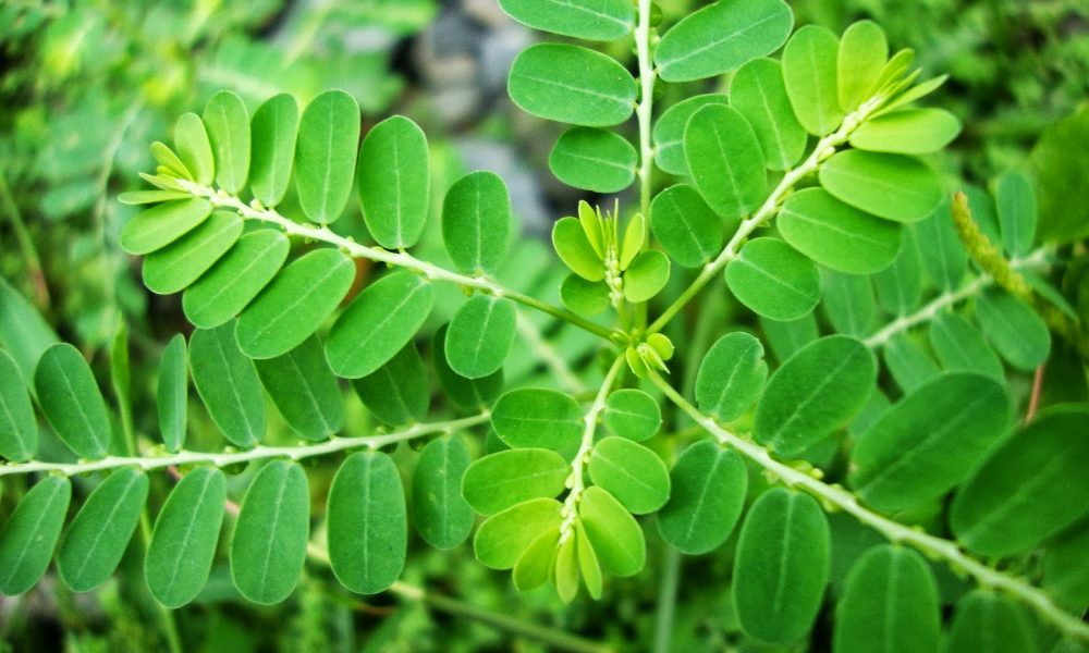 Detail Daun Daun Nomer 46