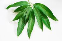 Detail Daun Daun Nomer 48