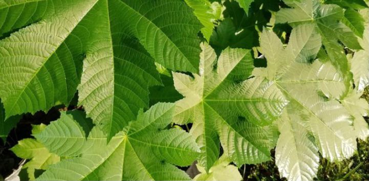 Detail Daun Daun Nomer 49