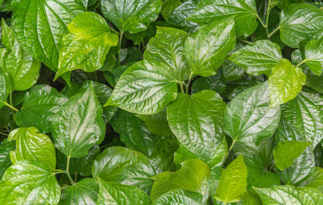Detail Daun Daun Nomer 50