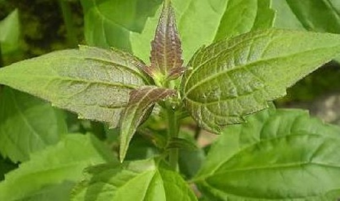 Detail Daun Daun Nomer 51