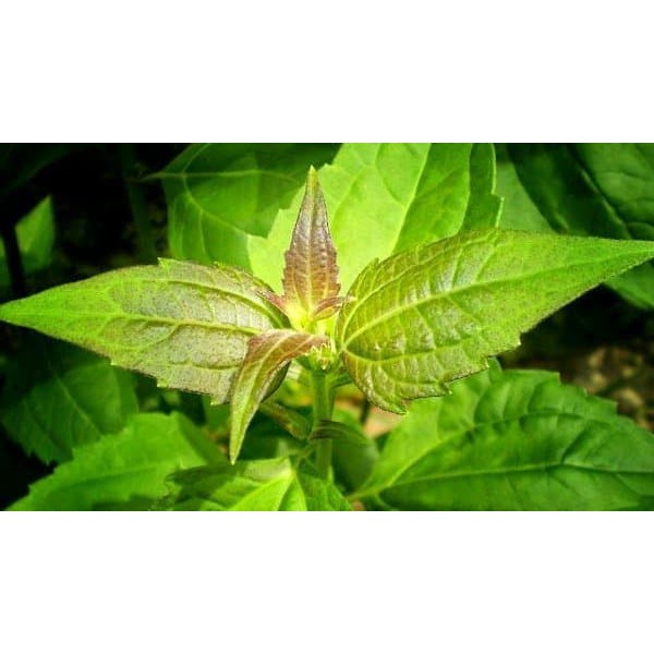Detail Daun Daun Nomer 52
