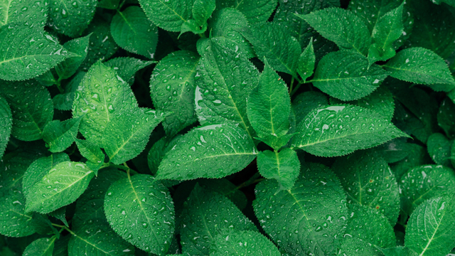Detail Daun Daun Nomer 53