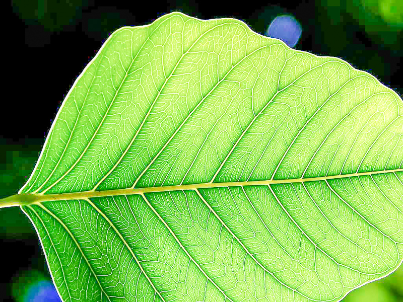 Detail Daun Daun Nomer 7