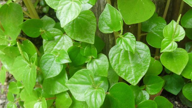 Detail Daun Daun Nomer 10