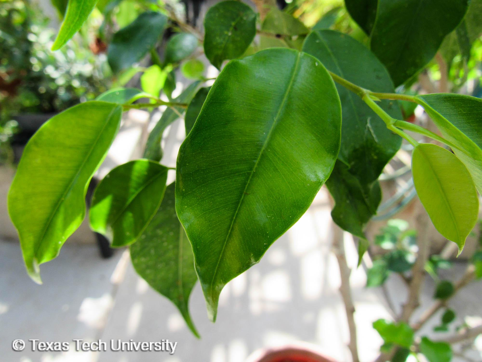 Detail Daun Ficus Benjamina Nomer 6