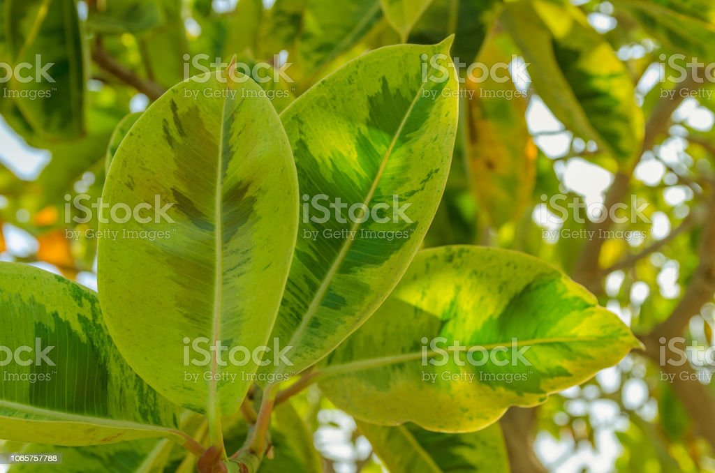 Detail Daun Ficus Benjamina Nomer 11