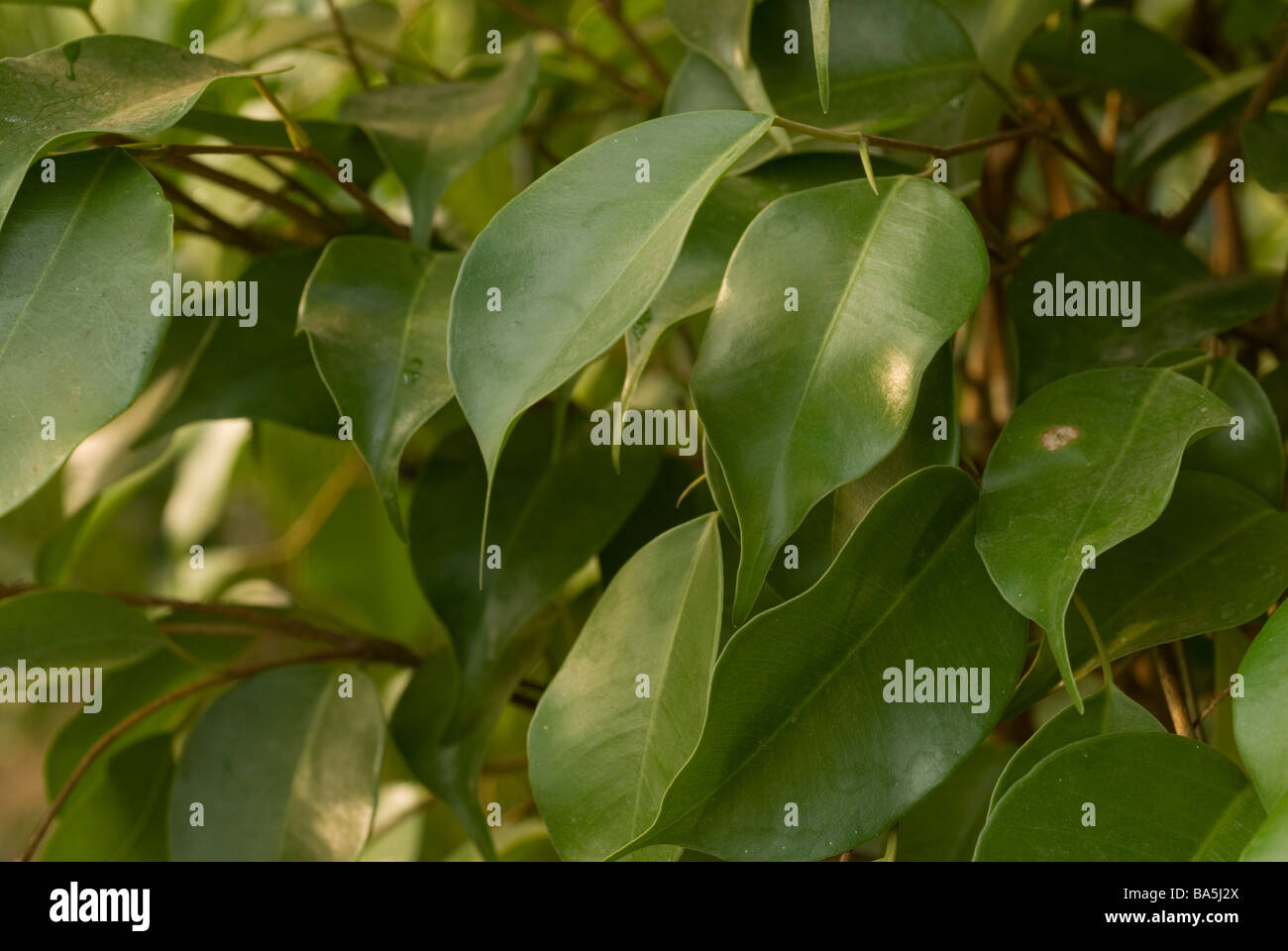 Detail Daun Ficus Benjamina Nomer 14