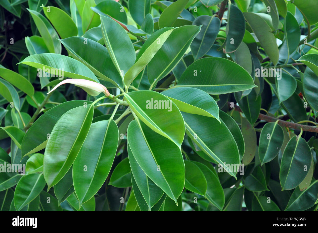 Detail Daun Ficus Benjamina Nomer 17