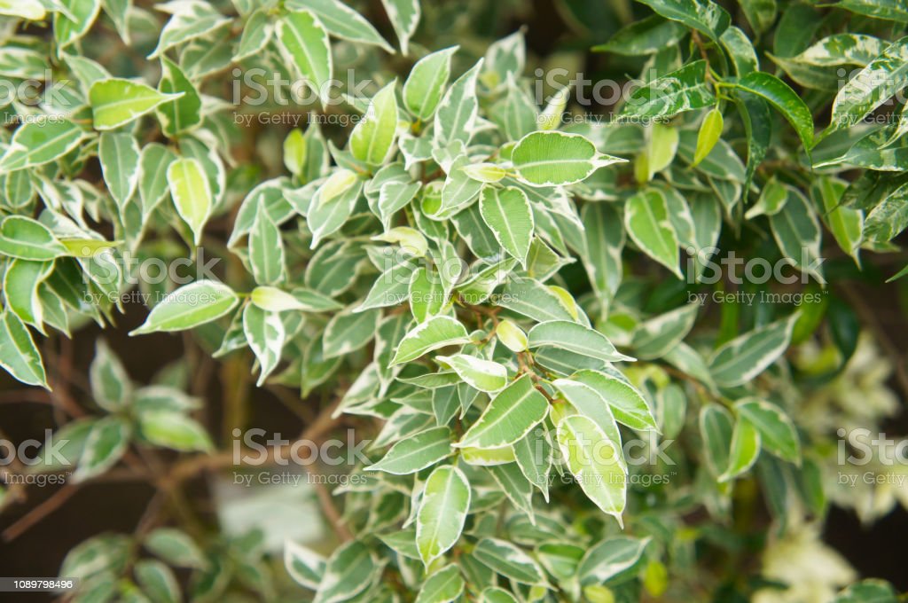 Detail Daun Ficus Benjamina Nomer 20