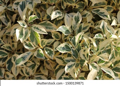 Detail Daun Ficus Benjamina Nomer 21