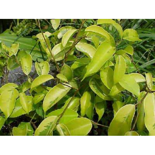 Detail Daun Ficus Benjamina Nomer 23