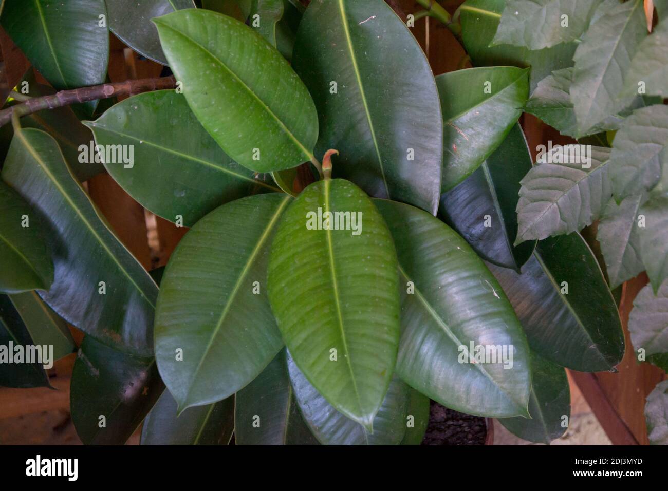 Detail Daun Ficus Benjamina Nomer 26