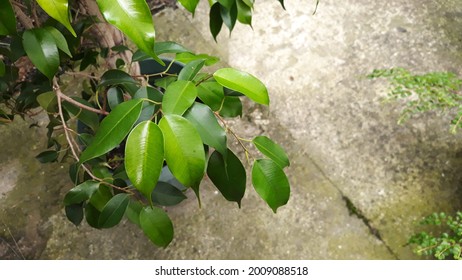 Detail Daun Ficus Benjamina Nomer 27