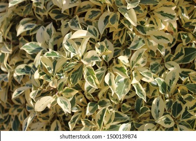 Detail Daun Ficus Benjamina Nomer 29