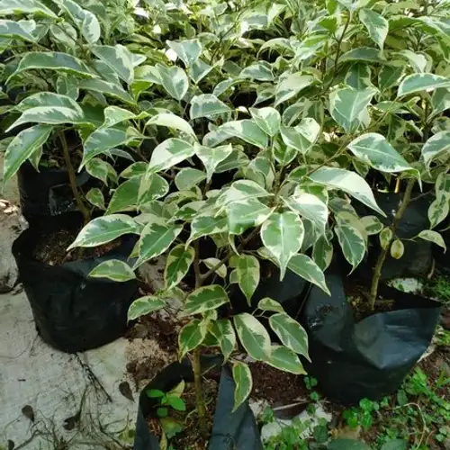 Download Daun Ficus Benjamina Nomer 31