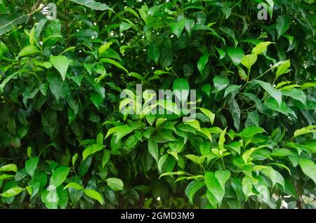 Detail Daun Ficus Benjamina Nomer 33