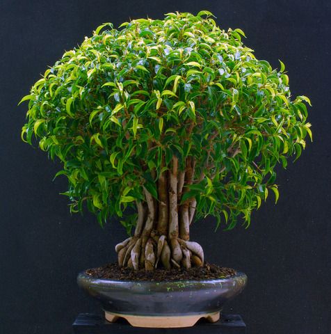 Detail Daun Ficus Benjamina Nomer 34