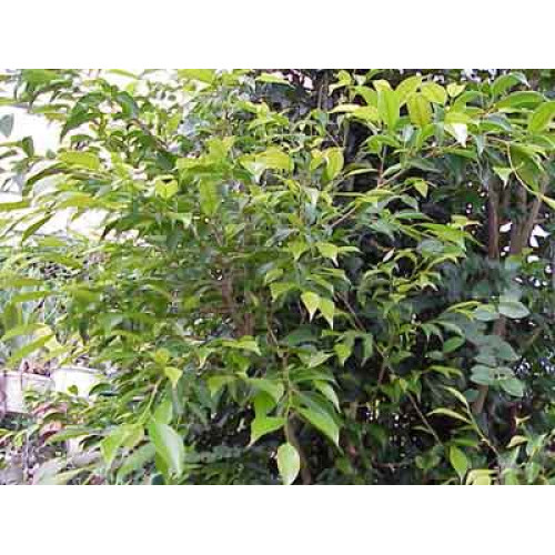 Detail Daun Ficus Benjamina Nomer 35