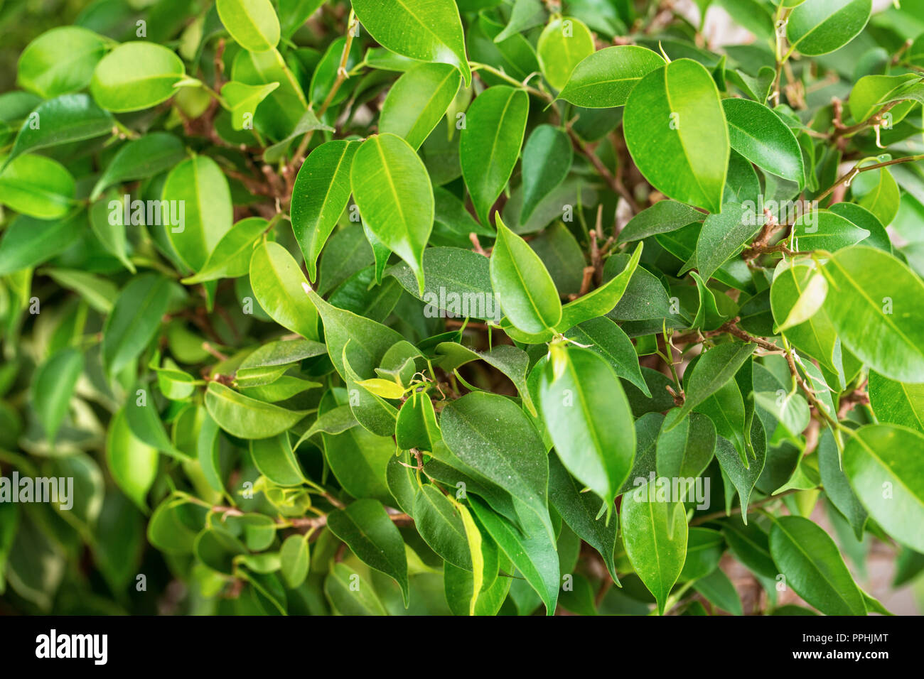 Detail Daun Ficus Benjamina Nomer 36