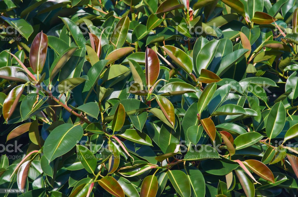 Detail Daun Ficus Benjamina Nomer 38