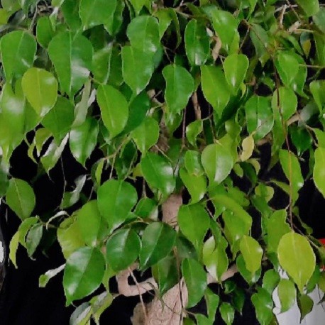 Detail Daun Ficus Benjamina Nomer 39