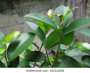 Detail Daun Ficus Benjamina Nomer 40