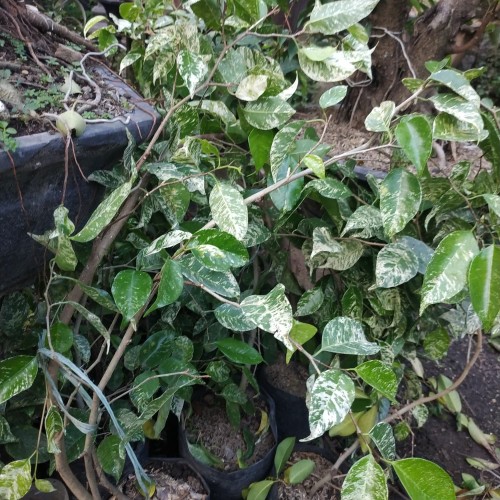 Detail Daun Ficus Benjamina Nomer 42