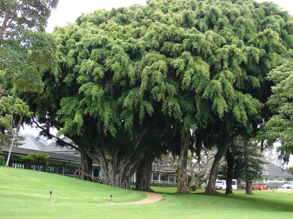 Detail Daun Ficus Benjamina Nomer 43