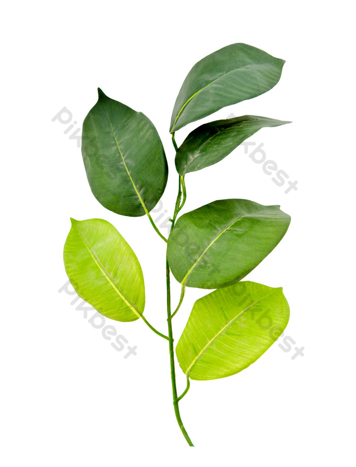 Detail Daun Ficus Benjamina Nomer 44