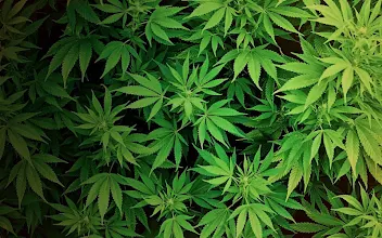 Detail Daun Ganja Animasi Bergerak Nomer 19