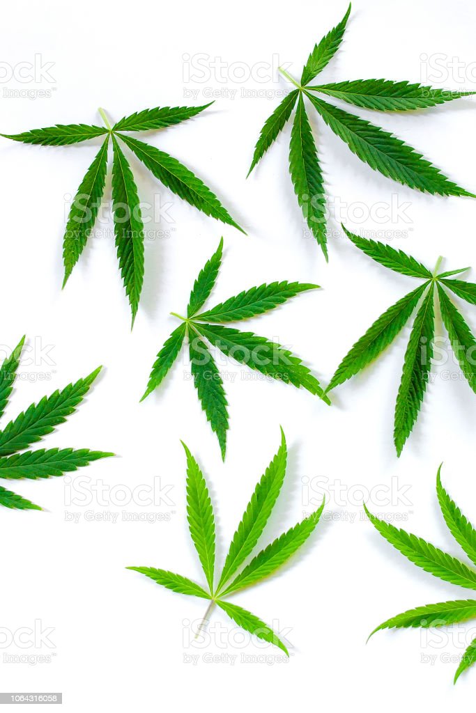 Detail Daun Ganja Wallpaper Nomer 20