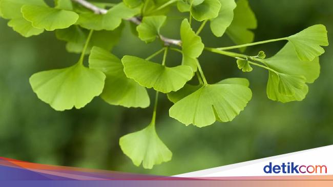 Daun Ginkgo Biloba - KibrisPDR