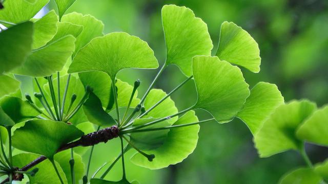 Detail Daun Ginkgo Biloba Nomer 2