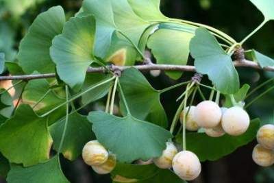 Detail Daun Ginkgo Biloba Nomer 10