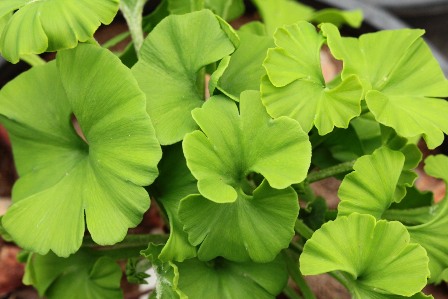 Detail Daun Ginkgo Biloba Nomer 11