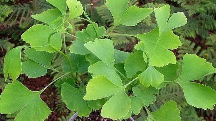 Detail Daun Ginkgo Biloba Nomer 12