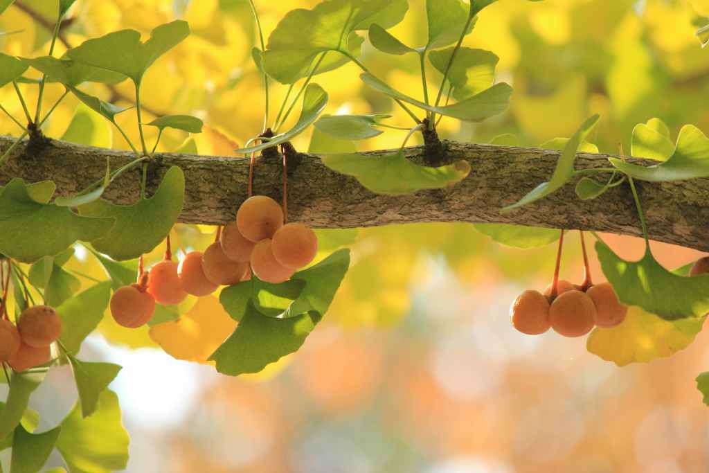 Detail Daun Ginkgo Biloba Nomer 13
