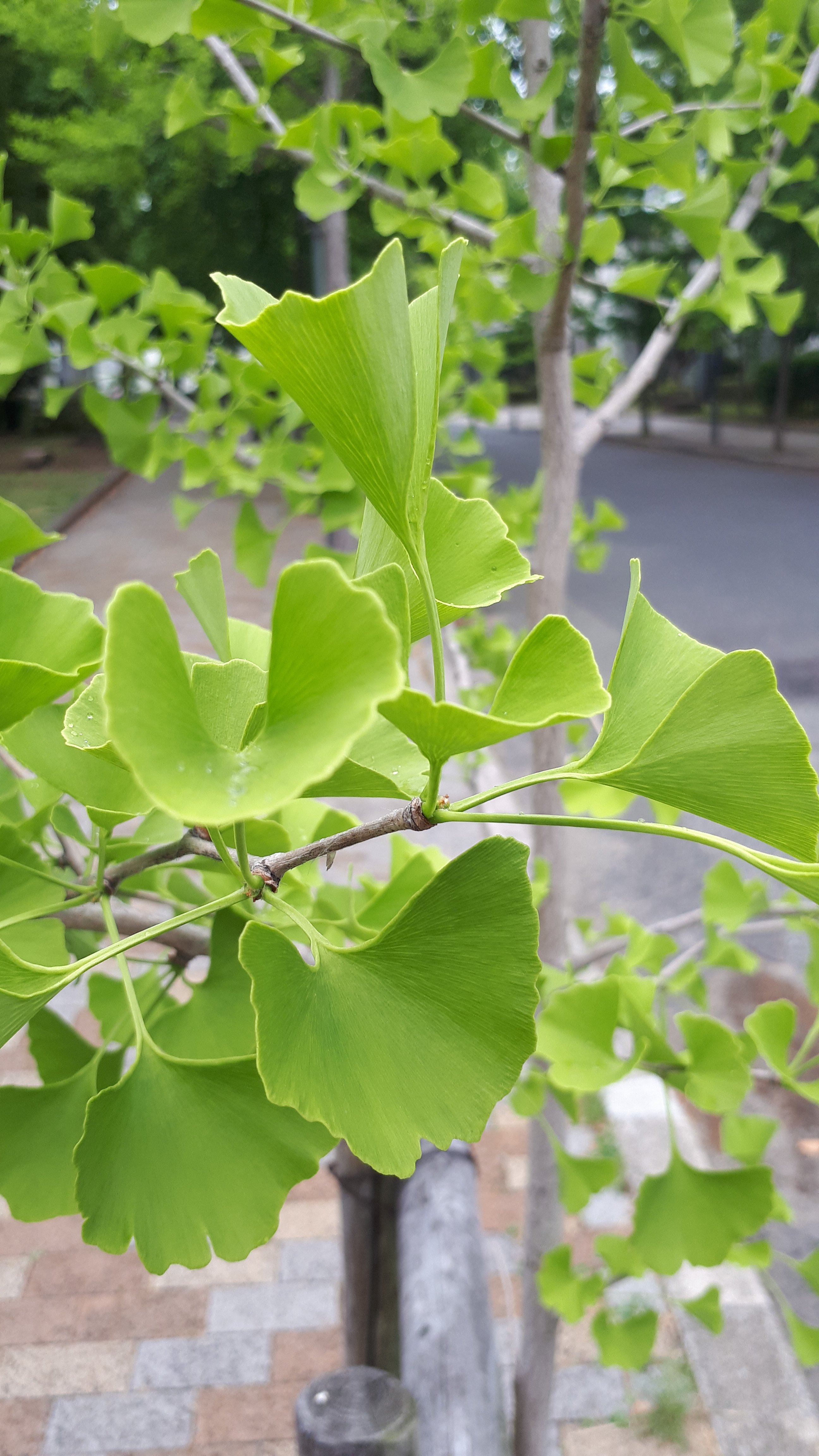 Detail Daun Ginkgo Biloba Nomer 14