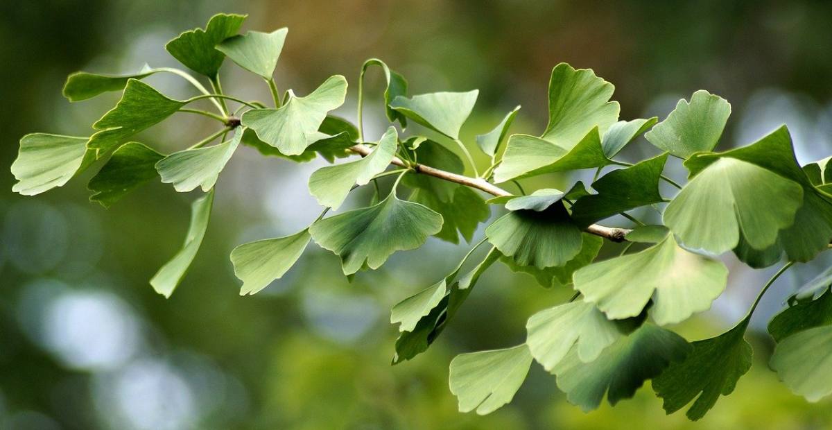 Detail Daun Ginkgo Biloba Nomer 15