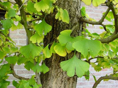Detail Daun Ginkgo Biloba Nomer 17