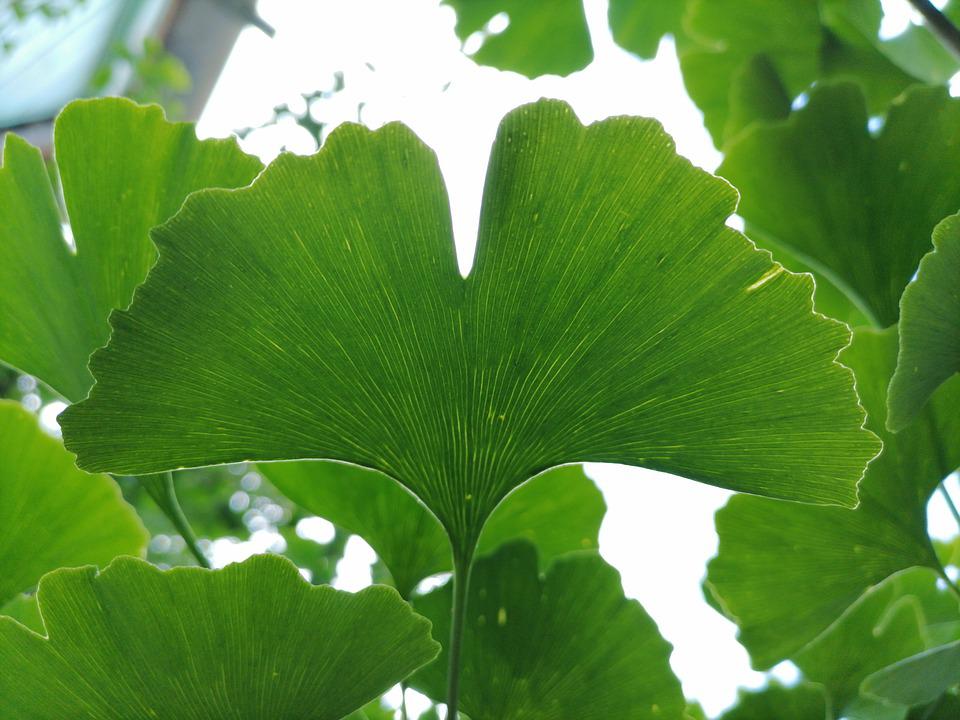 Detail Daun Ginkgo Biloba Nomer 18