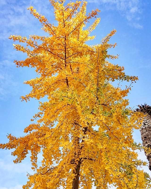 Detail Daun Ginkgo Biloba Nomer 19