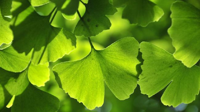 Detail Daun Ginkgo Biloba Nomer 3