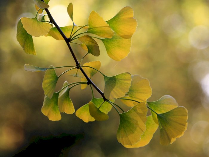 Detail Daun Ginkgo Biloba Nomer 20