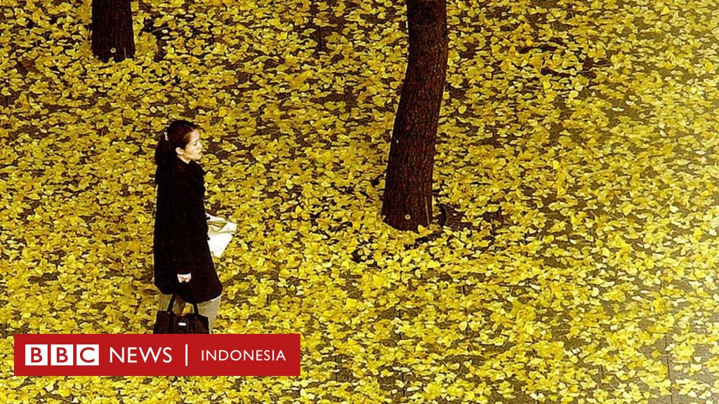 Detail Daun Ginkgo Biloba Nomer 21